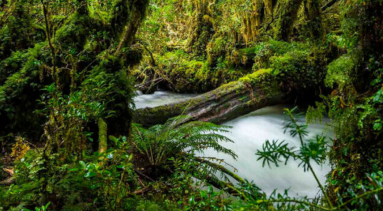 Crean Nueva Tipología Para Clasificar Los Ecosistemas En El Mundo Endowment Uc 1909